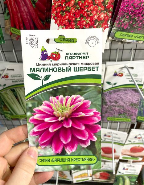 цинния махровая Малиновый щербет